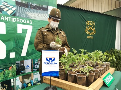 Más de 7 mil plantas de marihuana fueron enontradas en Tegualda, comuna de Fresia, en mayo de 2019 (archivo).